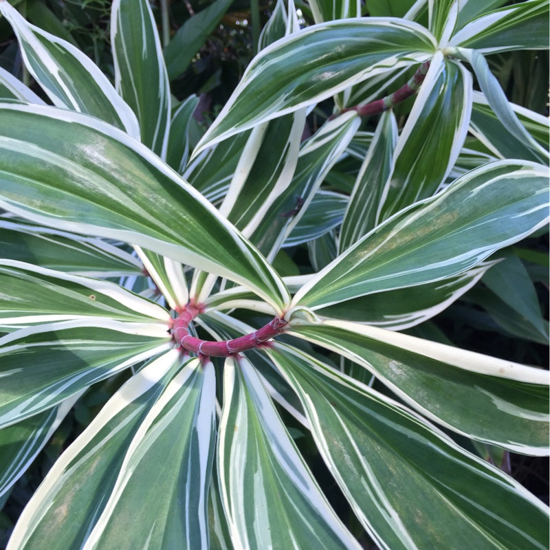 GINGER 'Variegated Spiral' --Costus arabicus 'Variegatus'--