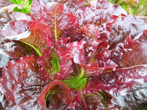 LETTUCE 'Outredgeous'