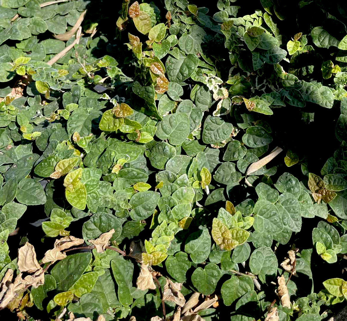 Ficus pumila --Fig Ivy--