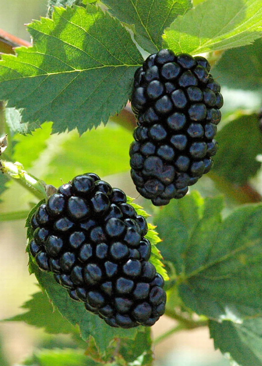 BLACKBERRY 'Natchez Thornless' --Rubus fruticosus--