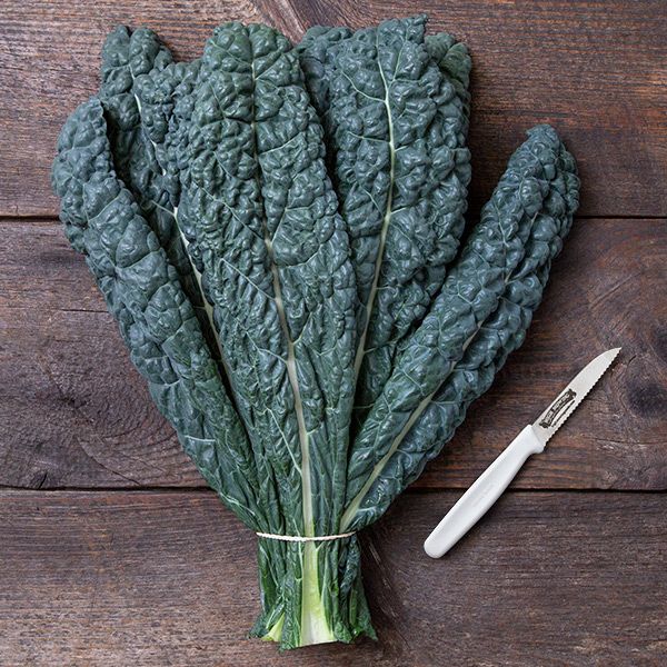 KALE 'Black Jack Dinosaur'