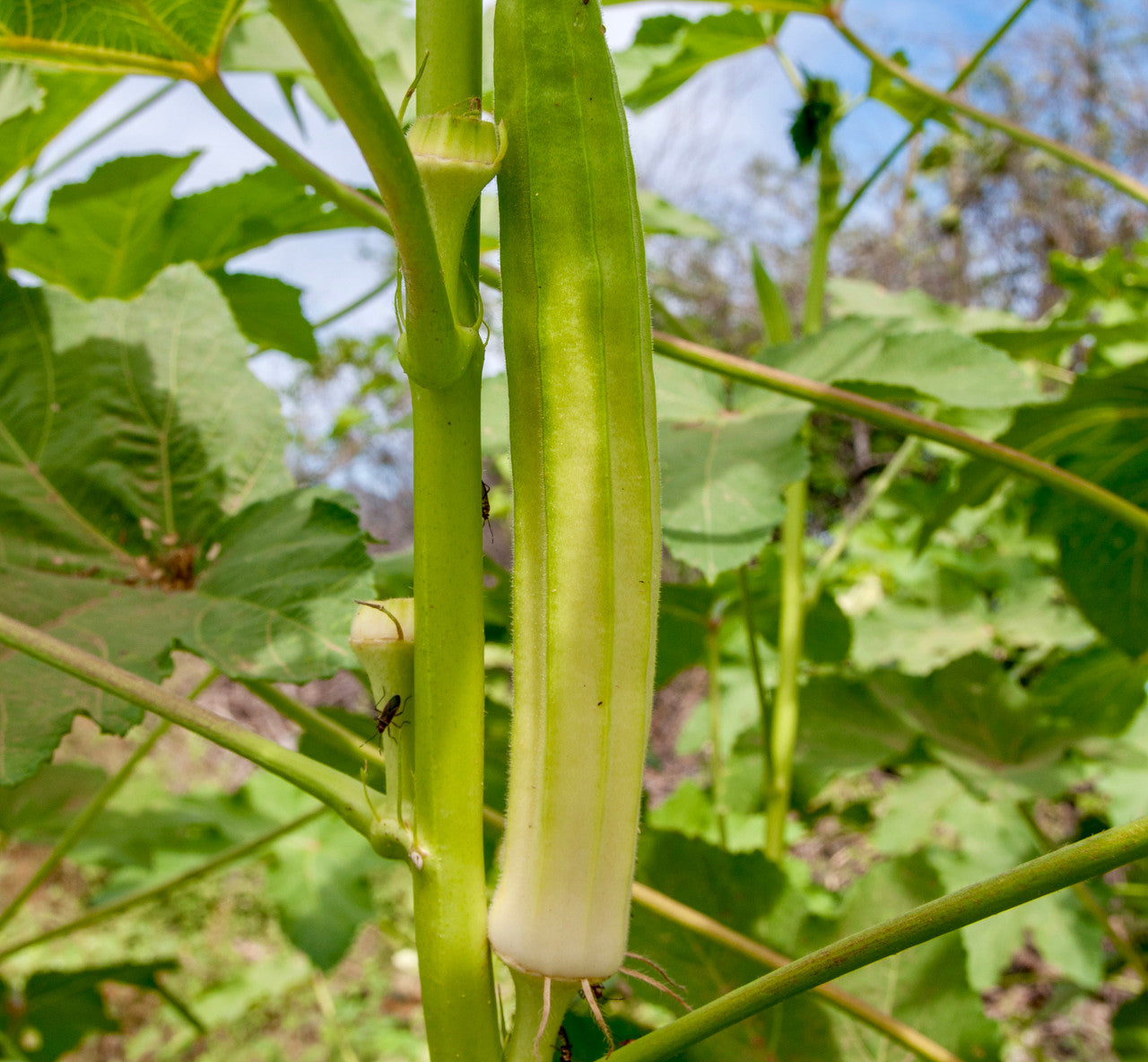 OKRA 'Blondy'