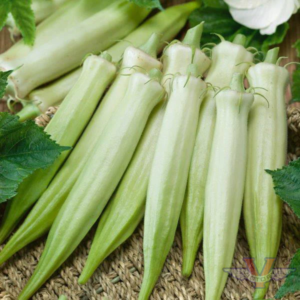 OKRA 'Blondy'