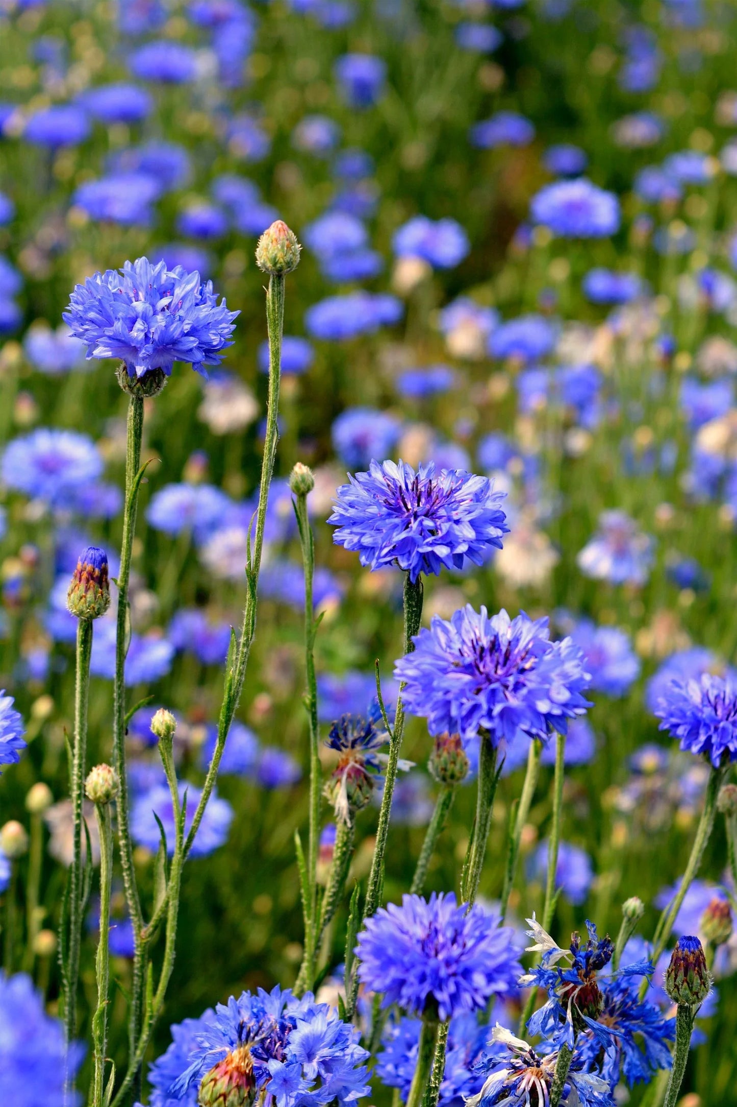 BACHELOR'S BUTTON 'Blue Boy'