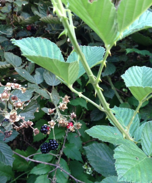 BOYSENBERRY 'Cross' --Rubus ursinus--