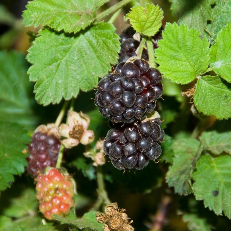 BOYSENBERRY 'Thornless' --Rubus ursinus--