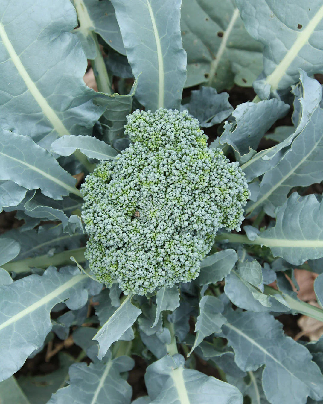 BROCCOLI 'Rasmus'