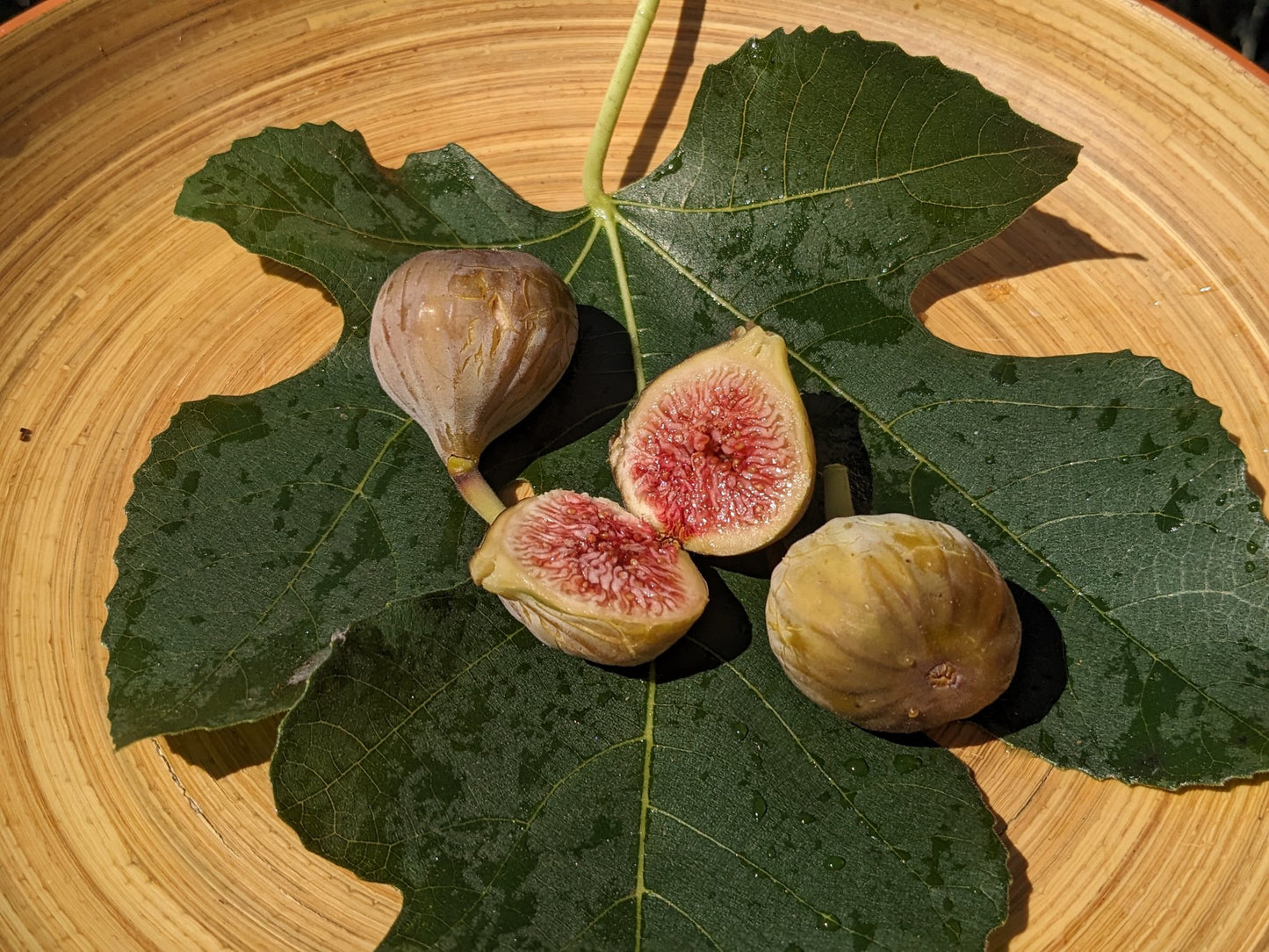 FIG 'Vern's Brown Turkey' --Ficus carica--