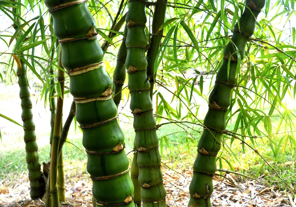 Bambusa vulgaris --Buddha Belly Dwarf Clumping Bamboo--
