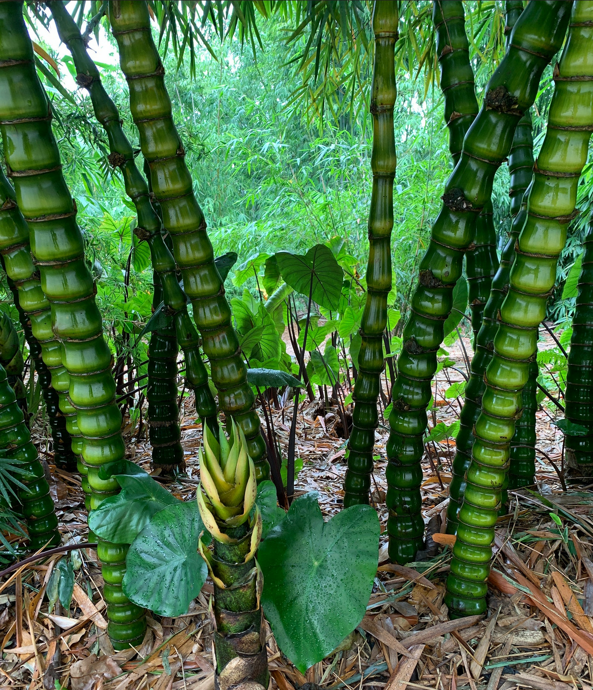 Bambusa vulgaris --Buddha Belly Dwarf Clumping Bamboo--