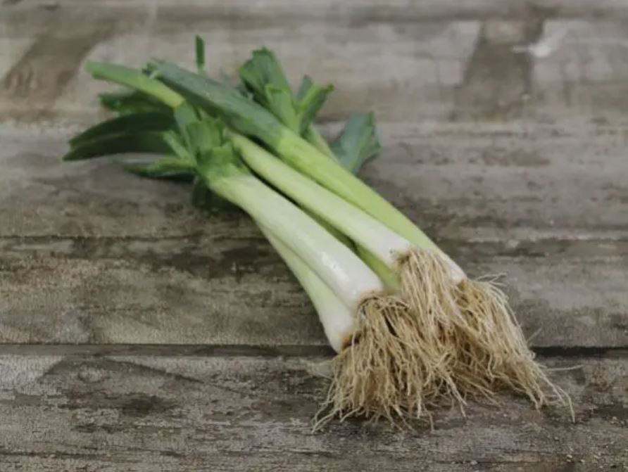 LEEK 'Bulgarian Giant' --Allium ampeloprasum--