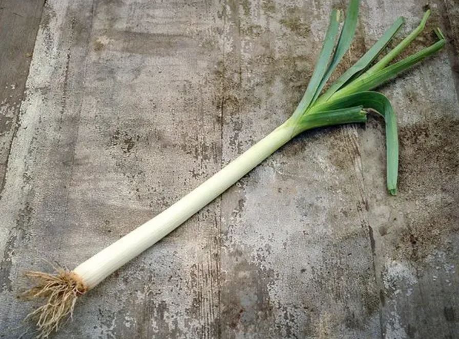 LEEK 'Bulgarian Giant' --Allium ampeloprasum--