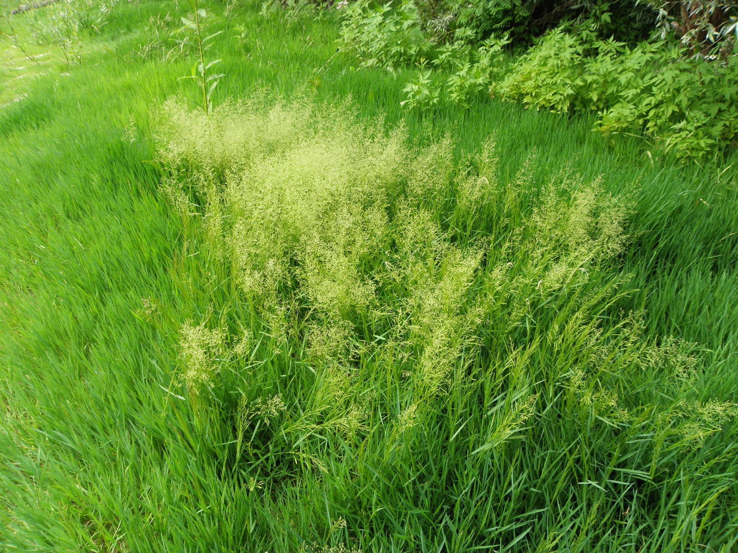 Agrostis stolonifera --Creeping Bentgrass--