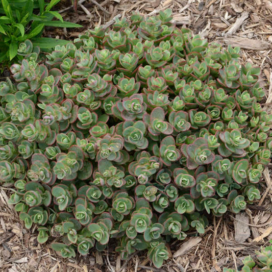 Sedum x. --Pink and Lime Stonecrop--