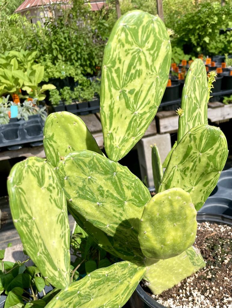 variegated prickly pear cactus NOPALES 'Variegated Opuntia' --Nopalea cocheni