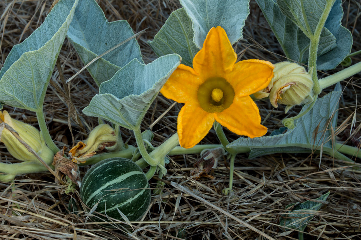EDIBLE GOURD 'Buffalo' --Cucurbita foetidissima--