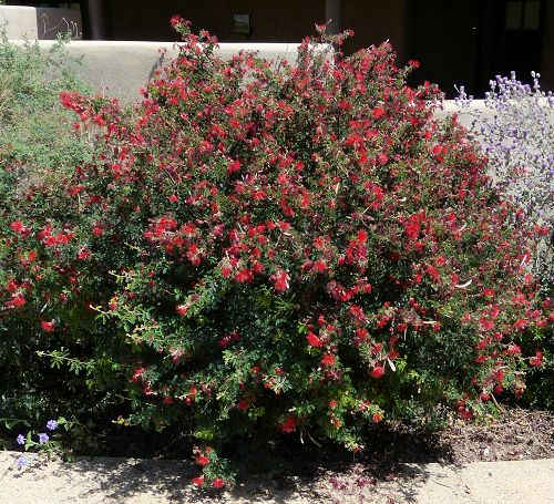 Calliandra californica x eriophylla --California Red Fairy Duster--