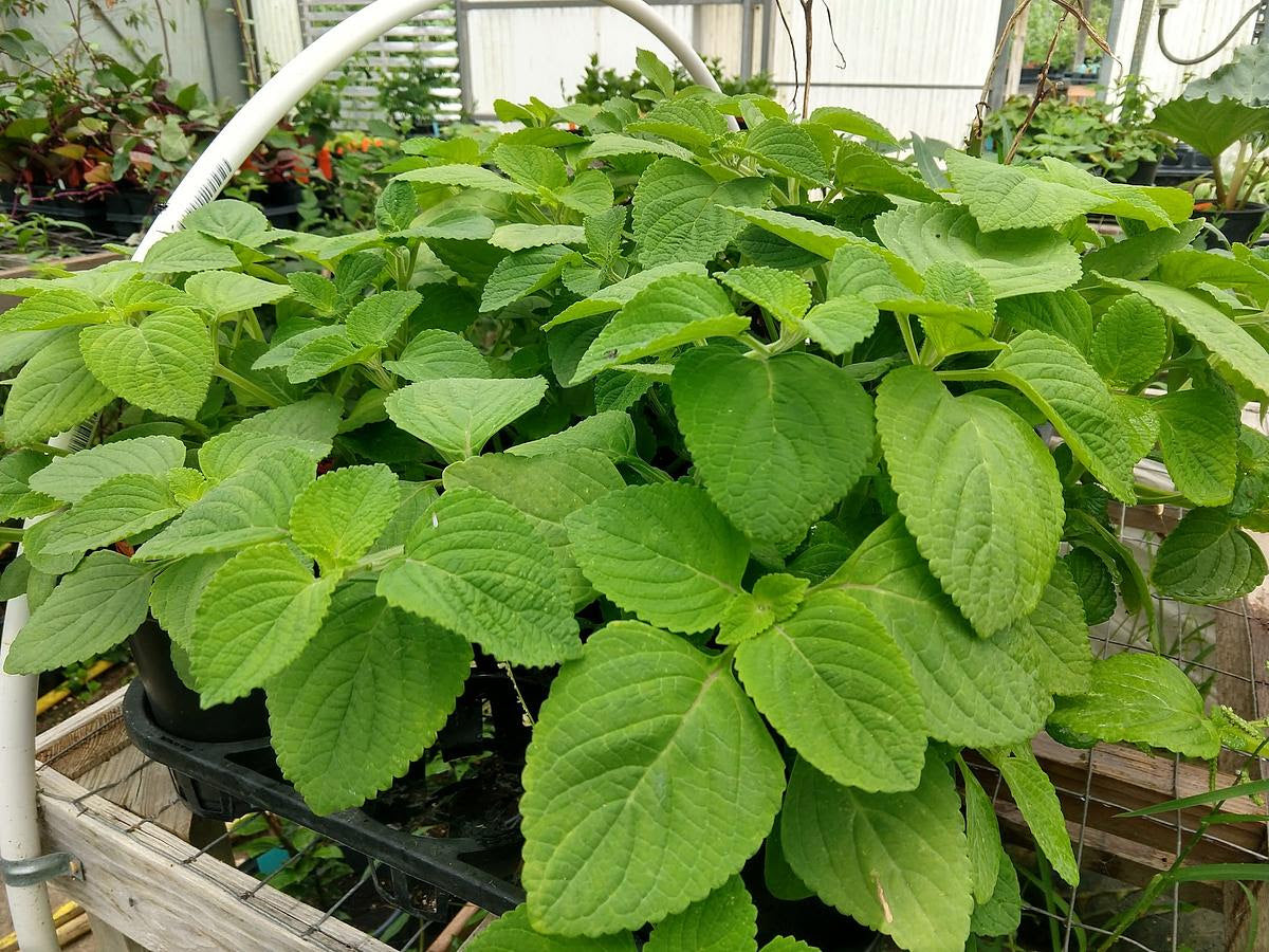 MINT 'Calming' --Solenostemon monostachyus--