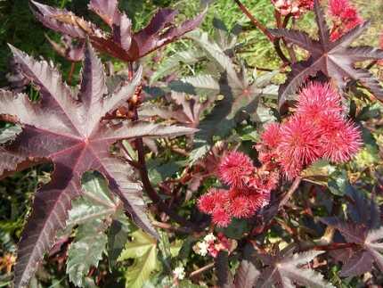 CASTOR BEAN 'New Zealand Purple' --Ricinus communis--