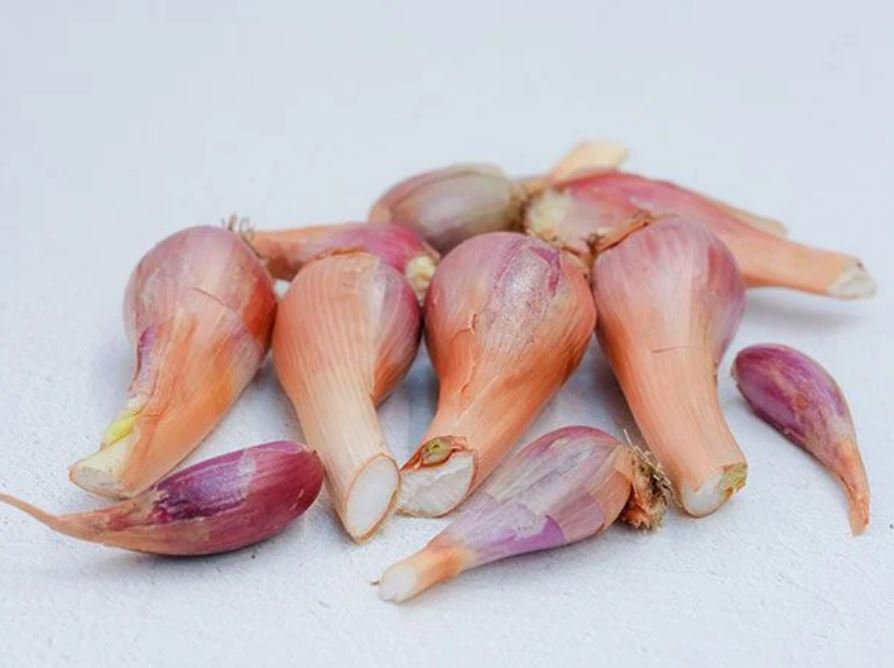 ONION 'Red Catawissa Walking' --Allium proliferum--