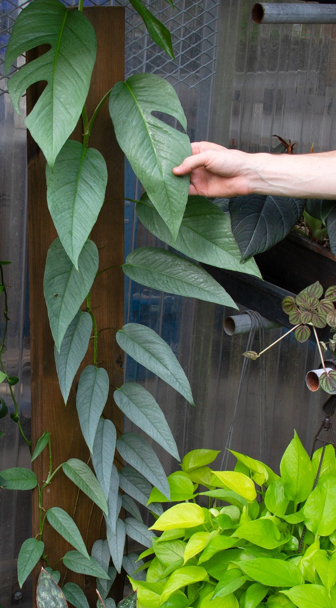 Epipremnum pinnatum --Cebu Blue Pothos--