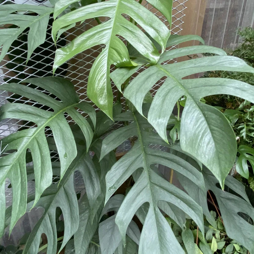 Epipremnum pinnatum --Cebu Blue Pothos--