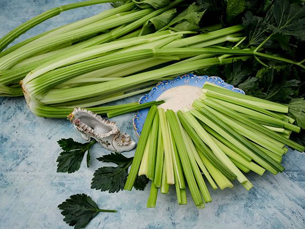 CELERY 'D'Elne'