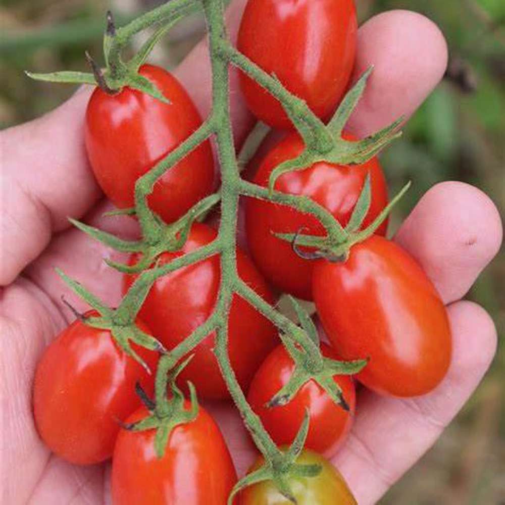 TOMATO 'Cherry Roma'