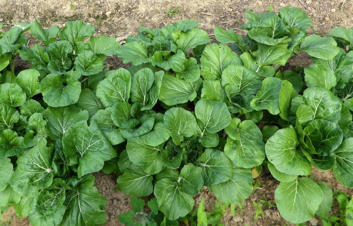 ASIAN GREENS 'Prize Pac Choy'