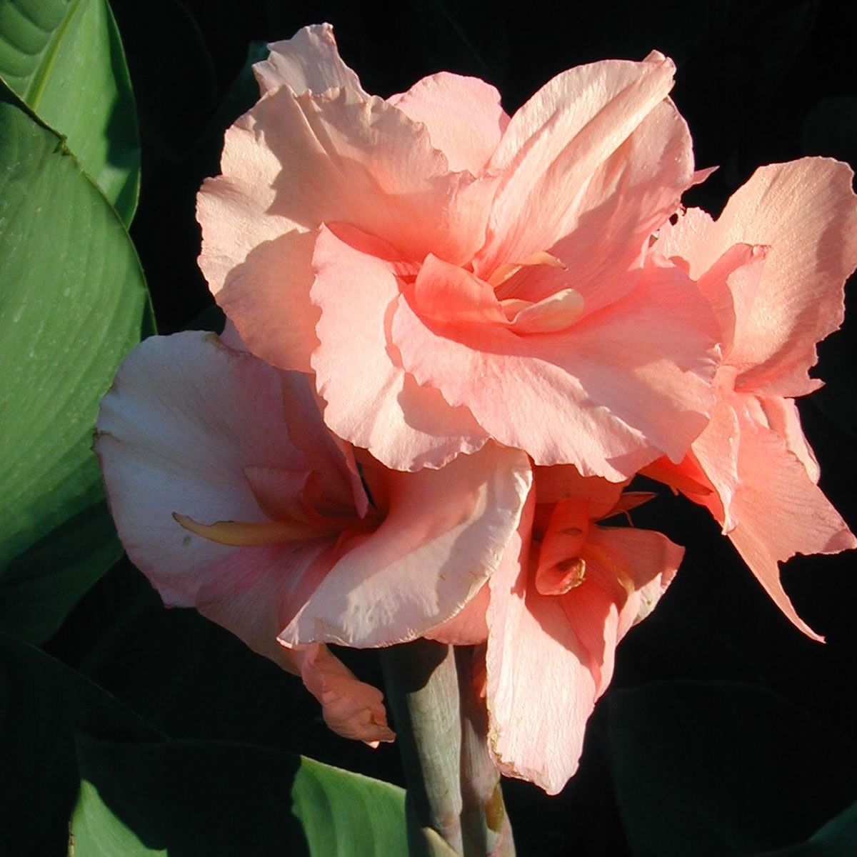 Canna x generalis --Chinese Coral Canna--