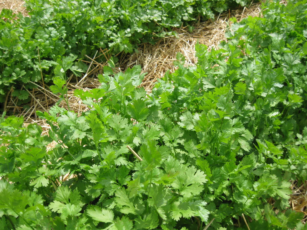 CILANTRO 'Santo' --Coriandrum sativum--