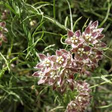 Funastrum cynanchoides --Climbing Milkweed Vine--