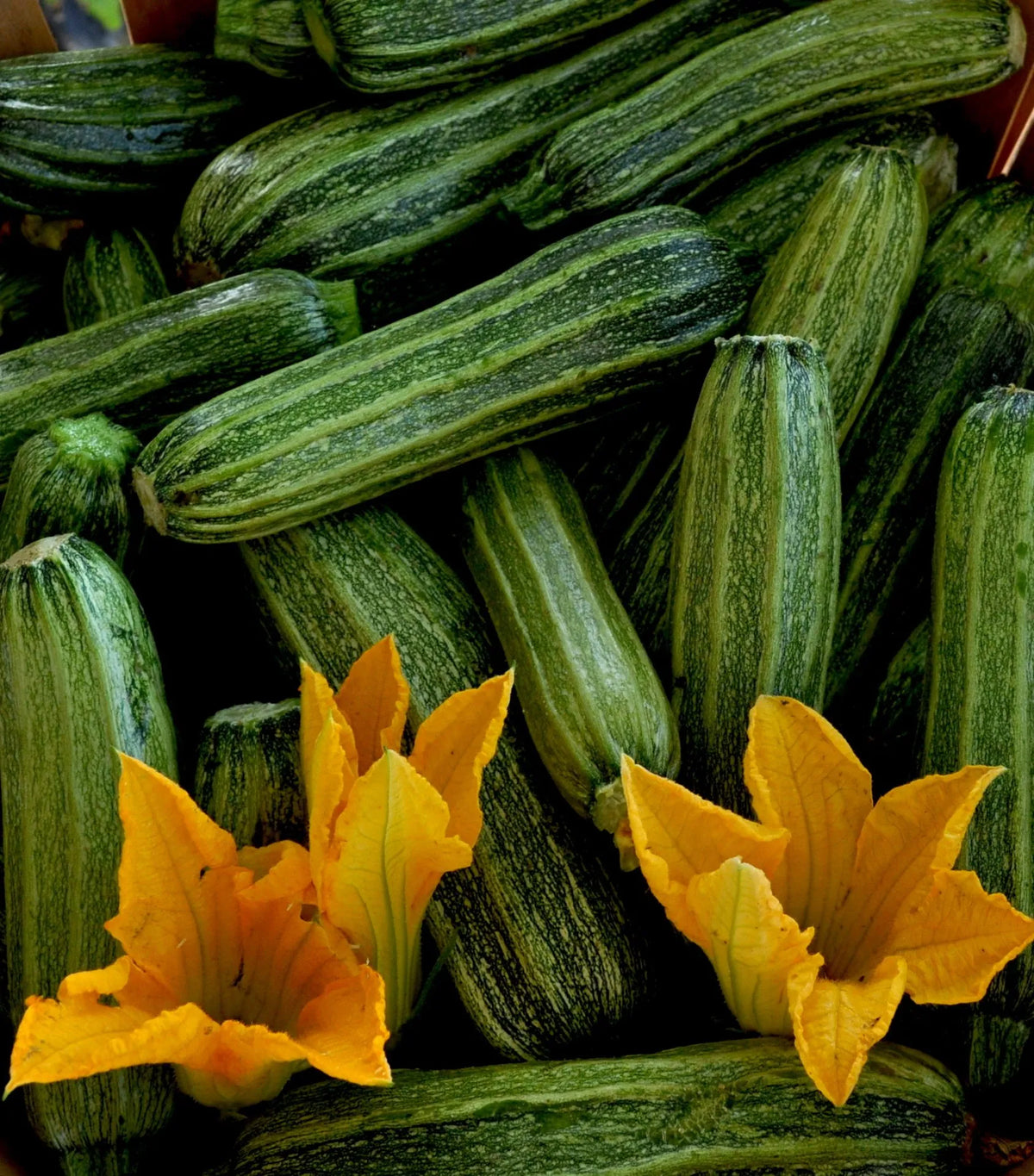 SQUASH 'Costata Romanesco'