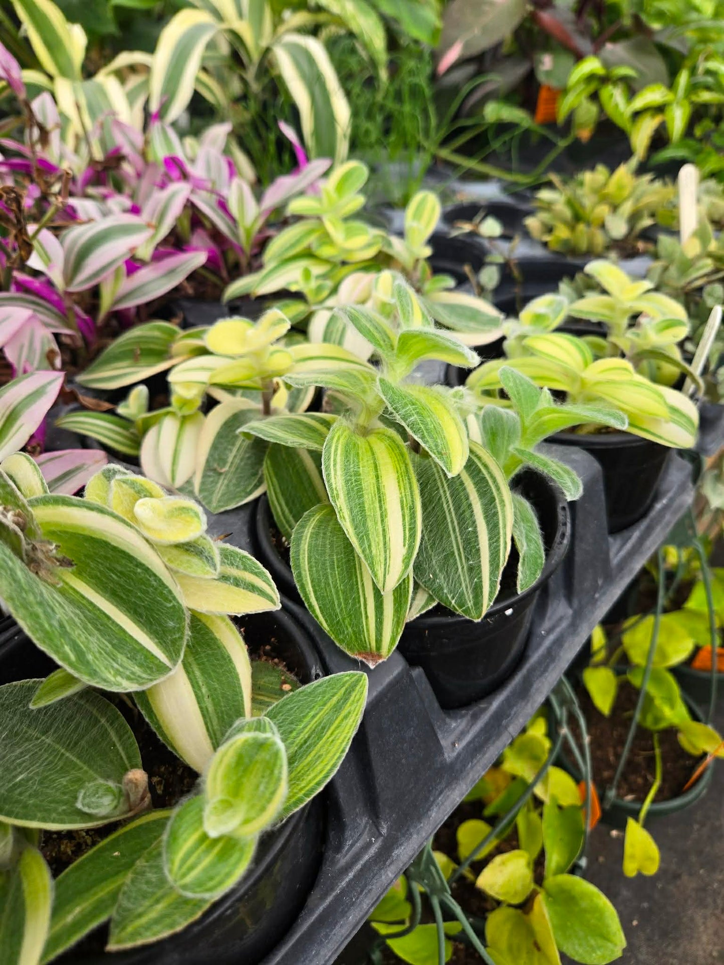 Tradescantia sillamontana --Variegated Velvet Wandering Jay--
