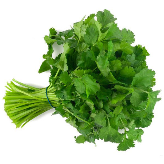 CILANTRO 'Cruiser' --Coriandrum sativum--