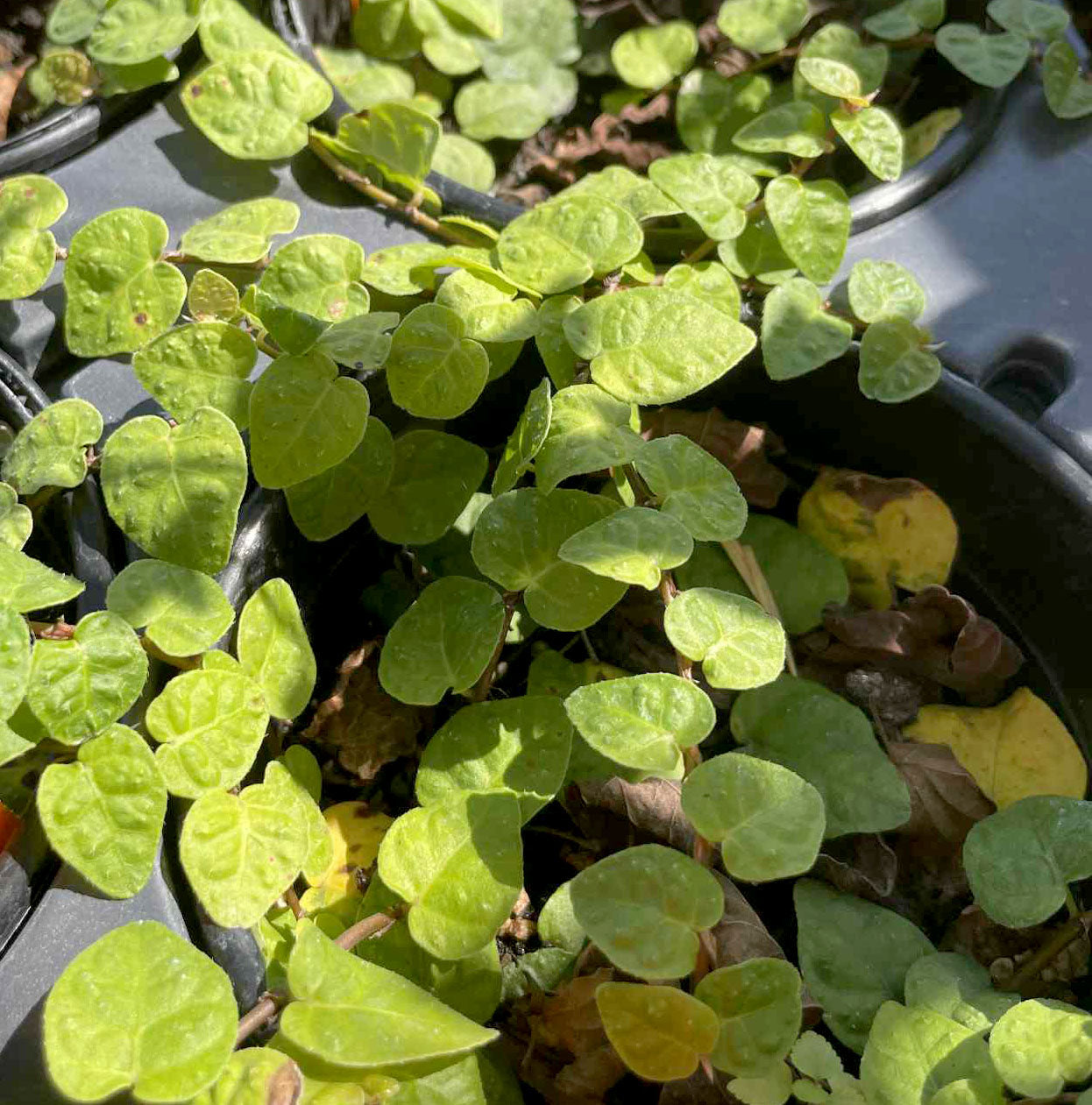 Ficus pumila --Fig Ivy--