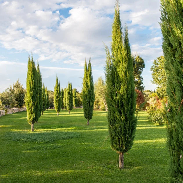 Cupressus sempervirens --Italian Cypress--