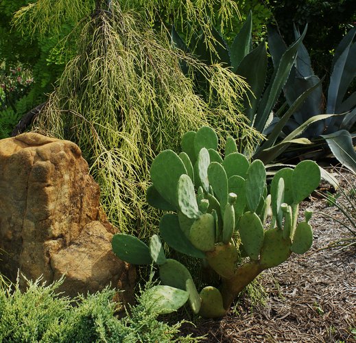 NOPALES 'Green' --Opuntia cacanapa--