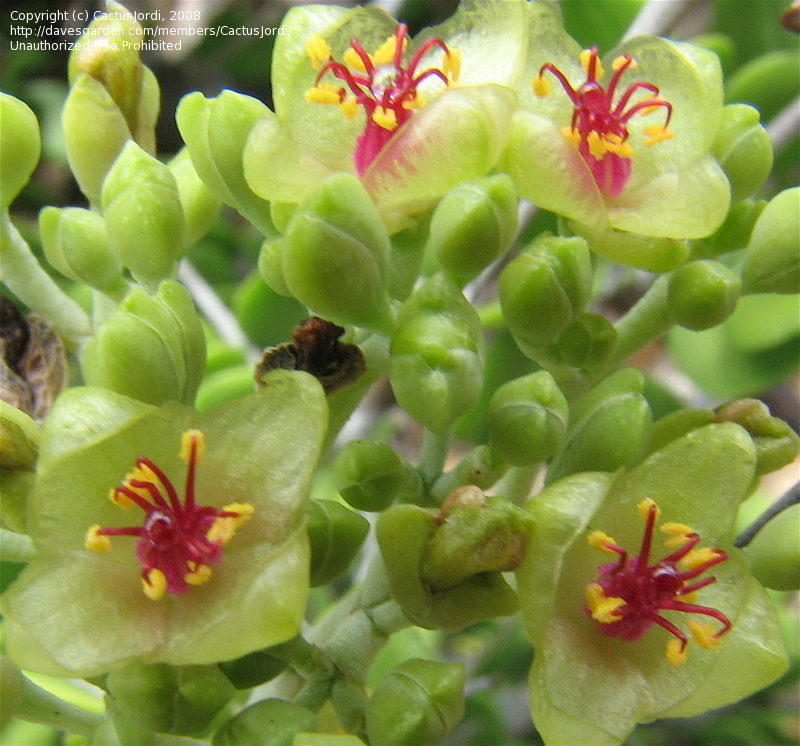 Alluaudia humbertii