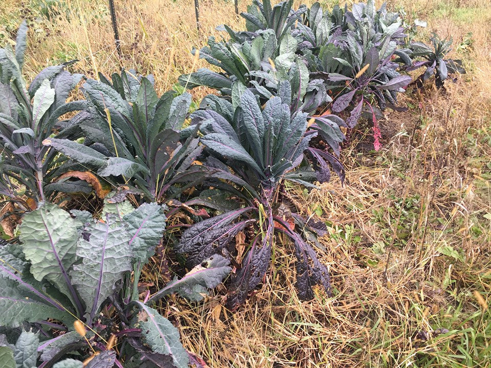 KALE 'Dazzling Blue Dinosaur'