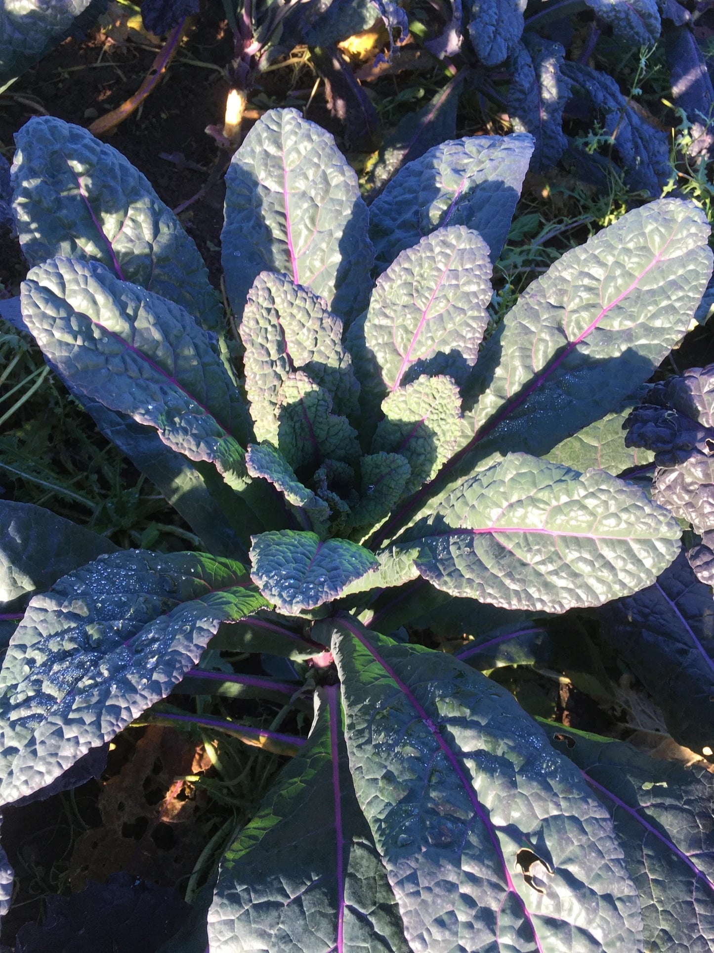 KALE 'Dazzling Blue Dinosaur'
