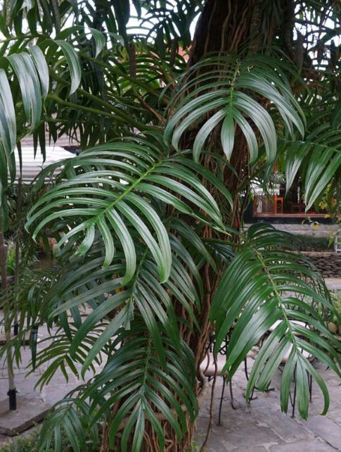 philodendron kylin tail Rhaphidophora decursiva --Dragon Tail Philodendron--