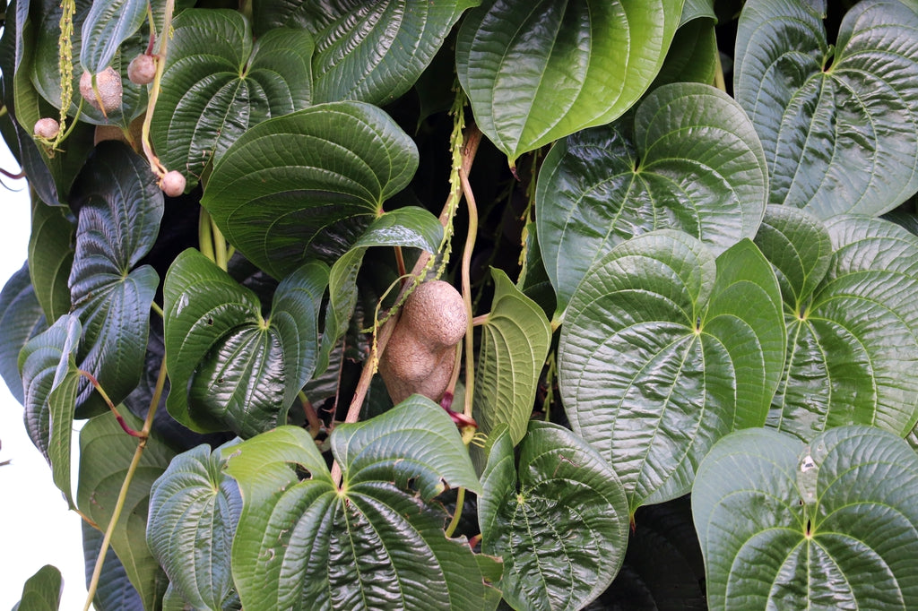 YAM 'Chinese' --Dioscorea polystachya--
