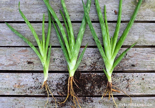 ALOE VERA 'Small-Leaf' --Aloe barbadensis--