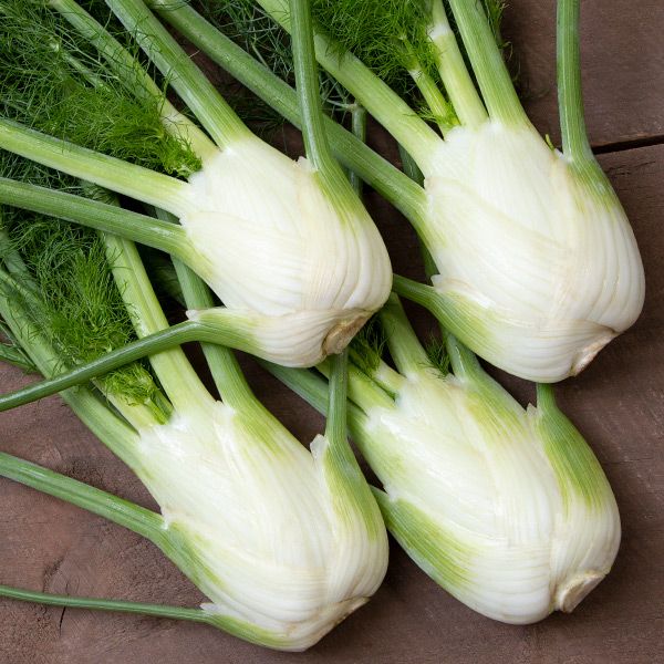 FENNEL 'Dragon' --Foeniculum vulgare--