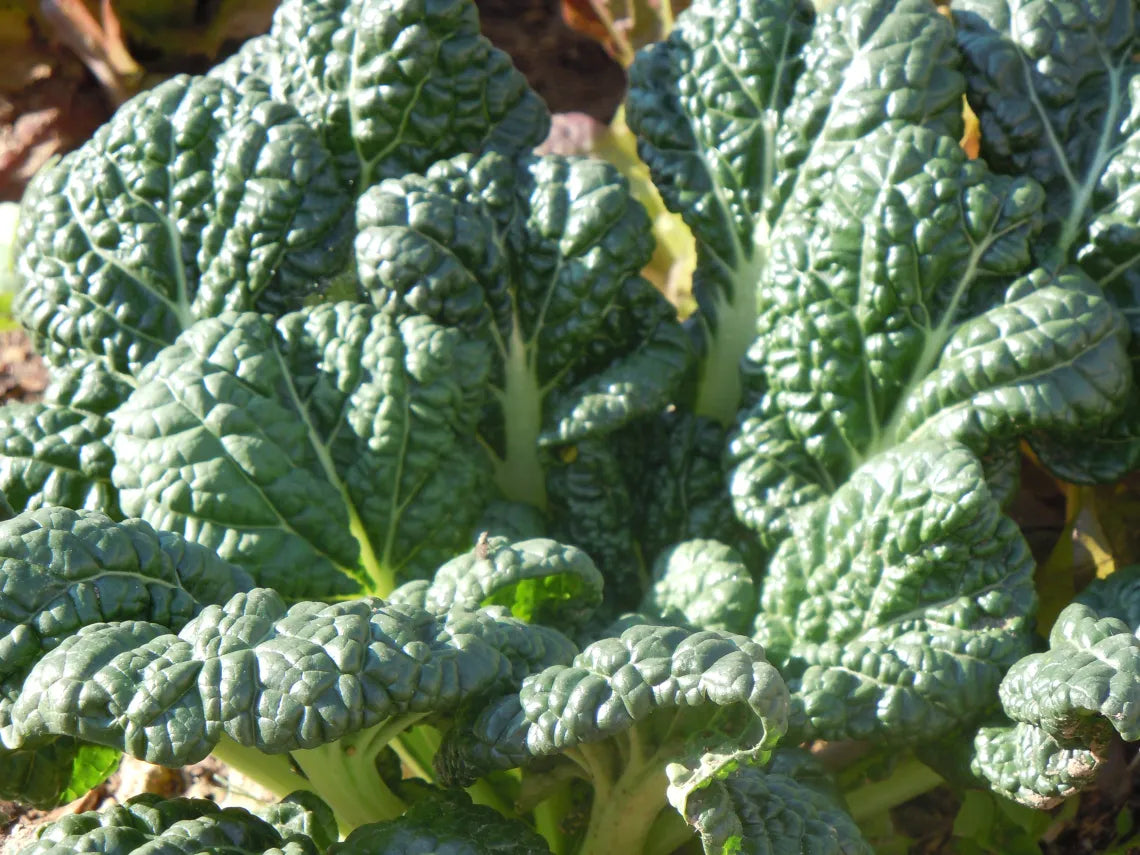 ASIAN GREENS 'Misome'