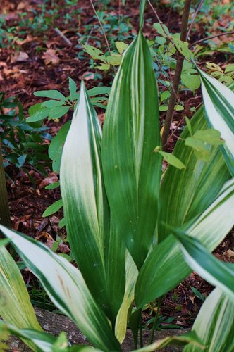 Aspidistra elatior 'Sekko Kan' --White Snowy Crown Cast Iron Plant--