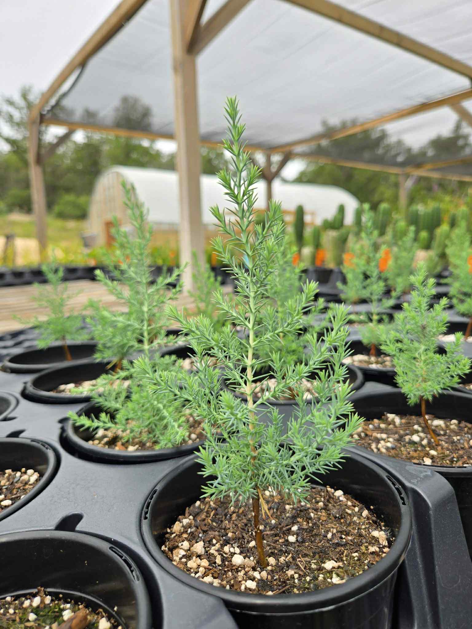 cypress potted plant Cupressus sempervirens --Italian Cypress--