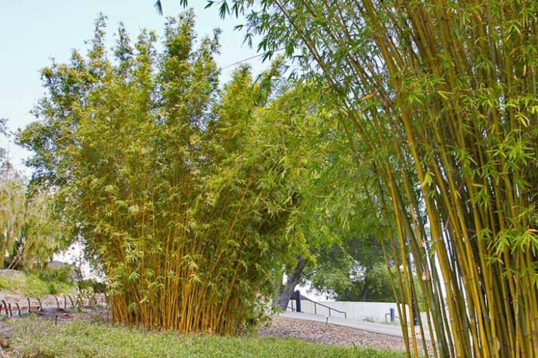 Bambusa multiplex sp. --Alphonse Karr Clumping Bamboo--