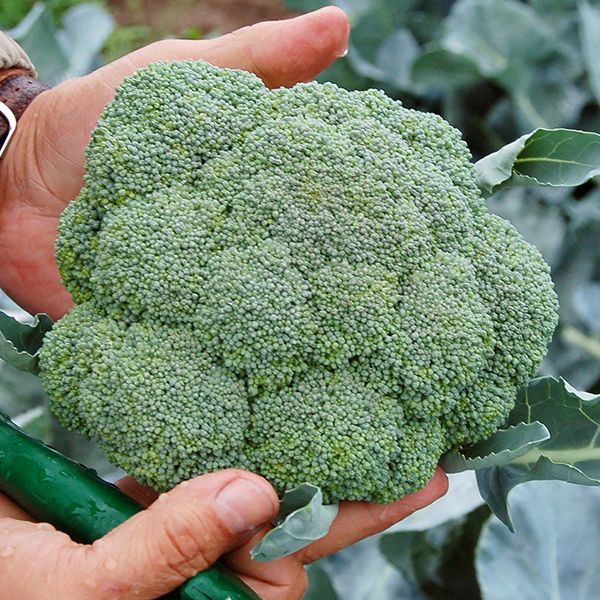 BROCCOLI 'Belstar'